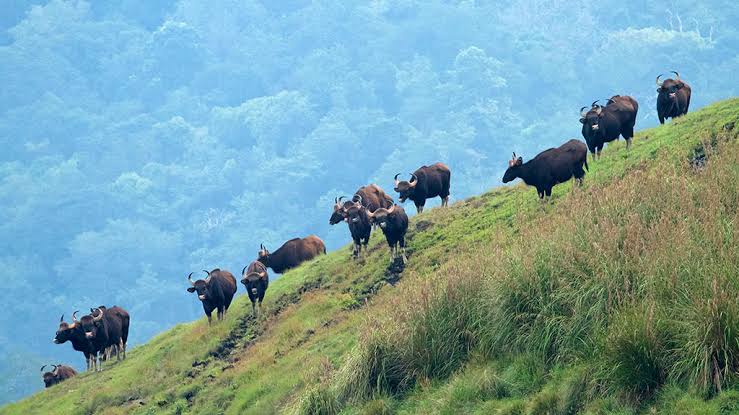 Idukki Wildlife Sanctuary